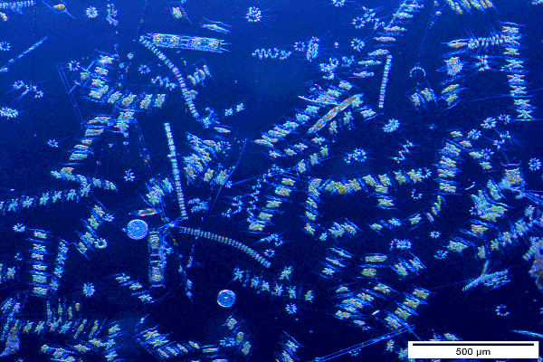 Verschiedene Algentypen dienen in den Smartfisch Konzepten als Brutfutter für Maränen oder als Futter für Copepoden.